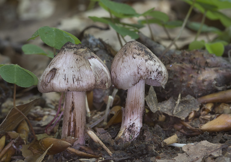 Inocybe adaequata